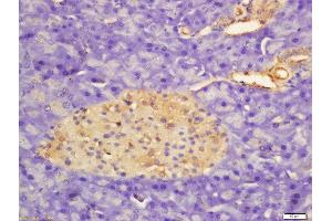 Formalin-fixed and paraffin embedded rat pancreas labeled with Rabbit Anti-APOD Polyclonal Antibody, Unconjugated  at 1:200 followed by conjugation to the secondary antibody and DAB staining (Apolipoprotein D anticorps  (AA 21-120))
