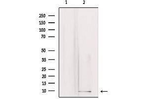 Western blot analysis of extracts from rat brain, using GNG3 Antibody. (GNG3 anticorps  (N-Term))