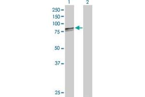 Western Blot analysis of HSPA9 expression in transfected 293T cell line by HSPA9 MaxPab polyclonal antibody.