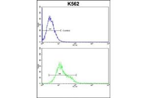 Flow cytometric analysis of k562 cells using Denatured ATG1 Antibody  (bottom histogram) compared to a negative control cell (top histogram).
