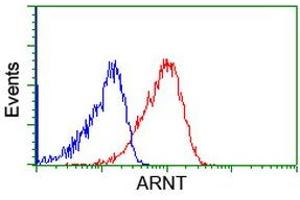 Image no. 6 for anti-Aryl Hydrocarbon Receptor Nuclear Translocator (ARNT) antibody (ABIN1496730) (ARNT anticorps)