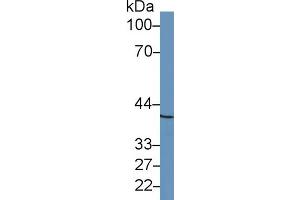 Rabbit Capture antibody from the kit in WB with Positive Control: Human hela cell lysate. (BMP2 Kit CLIA)