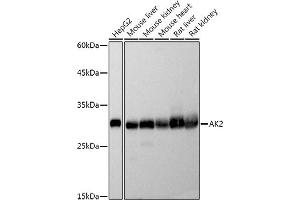 Western blot analysis of extracts of various cell lines, using  antibody (ABIN7265466) at 1:500 dilution. (Adenylate Kinase 2 anticorps)