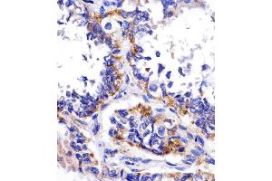IHC-P analysis of human kidney tissue, using DDIT4 antibody and undiluted goat polyvalent antibody. (DDIT4 anticorps)