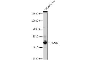 Western blot analysis of extracts of Rat pancreas, using HC Rabbit pAb (ABIN7267805) at 1:1000 dilution. (GPR109B anticorps)
