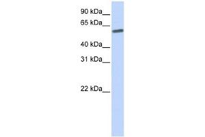 SENP3 antibody used at 1 ug/ml to detect target protein.