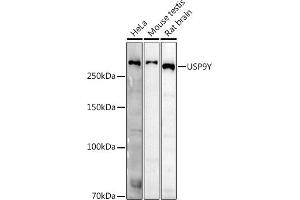 Western blot analysis of extracts of various cell lines, using USP9Y antibody (ABIN7271171) at 1:500 dilution. (USP9Y anticorps)