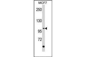 Image no. 1 for anti-Ret Proto-Oncogene (RET) (AA 21-51), (N-Term) antibody (ABIN359926) (Ret Proto-Oncogene anticorps  (N-Term))
