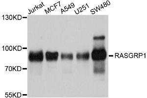 Western blot analysis of extracts of various cell lines, using RASGRP1 antibody. (RASGRP1 anticorps  (AA 598-797))
