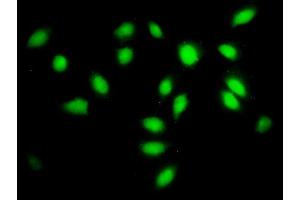 Immunofluorescence of monoclonal antibody to SF3A2 on HeLa cell. (SF3A2 anticorps  (AA 112-216))