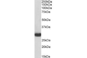 Biotinylated ABIN5539555 (0. (MYD88 anticorps  (Internal Region) (Biotin))