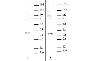 SAP30 antibody (pAb) tested by Western blot. (SAP30 anticorps)