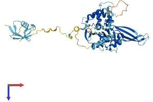 AlphaFold protein structure predicition of Mouse Recombinant Usp14 Protein, UniprotID Q9JMA1