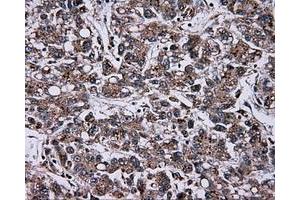 Image no. 6 for anti-Atrial Natriuretic Peptide Receptor 3 (NPR3) antibody (ABIN1499806) (NPR3 anticorps)