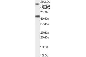ABIN184627 staining (1µg/ml) of Human Brain (Cerebellum) lysate (RIPA buffer, 35µg total protein per lane).
