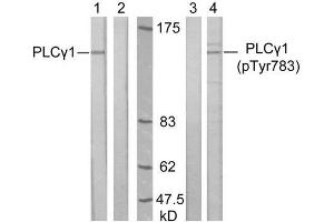 Western blot analysis of extract from A431 cells, untreated or treated with EGF (200ng/ml, 10min), using PLCγ1 (Ab-783) antibody (E021129, Lane 1 and 2) and PLCγ1 (phospho-Tyr783) antibody (E011103, Lane 3 and 4). (Phospholipase C gamma 1 anticorps  (pTyr783))