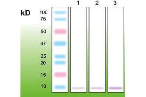 Western Blotting (WB) image for anti-Metallothionein (MT) (N-Term) antibody (ABIN870328) (Metallothionein anticorps  (N-Term))