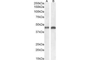 (ABIN185395) (1 μg/mL) staining of A549 (A),and U251 (B) cell lysate (35 μg protein in RIPA buffer).