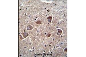 DC1A Antibody (N-term) 11185a immunohistochemistry analysis in formalin fixed and paraffin embedded human brain tissue followed by peroxidase conjugation of the secondary antibody and DAB staining. (PPAPDC1A anticorps  (N-Term))