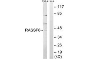 Western blot analysis of extracts from HeLa cells, using RASSF6 Antibody. (RASSF6 anticorps  (AA 129-178))