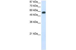 WB Suggested Anti-NOC4L Antibody Titration:  0. (NOC4L anticorps  (C-Term))