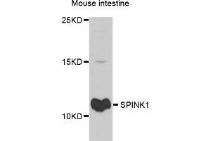 Western blot analysis of extracts of mouse intestine, using SPINK1 antibody. (SPINK1 anticorps)