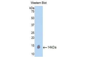 Western Blotting (WB) image for anti-Oncostatin M (OSM) (AA 116-205) antibody (ABIN3209303) (Oncostatin M anticorps  (AA 116-205))