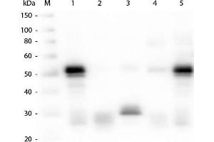 Western Blot of Anti-Rabbit IgG (H&L) (GOAT) Antibody . (Chèvre anti-Lapin IgG (Heavy & Light Chain) Anticorps (Alkaline Phosphatase (AP)))