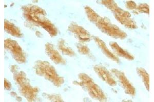 Formalin paraffin rat stomach stained with Basic Cytokeratin antibody (KRTH/1076). (Keratin Basic anticorps)