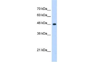 UNC84B antibody used at 0. (SUN2 anticorps)