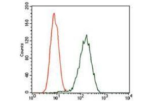 anti-Glypican 3 (GPC3) antibody