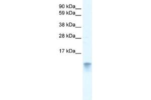 WB Suggested Anti-FABP3 Antibody Titration:  0.