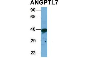 Host:  Rabbit  Target Name:  ANGPTL7  Sample Type:  293T  Antibody Dilution:  1.