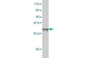 Western Blot detection against Immunogen (36.