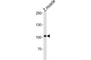 Western Blotting (WB) image for anti-Heart of Glass (HEG) antibody (ABIN3004655) (HEG anticorps)