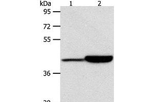 Western Blot analysis of Jurkat and RAW264. (CAPG anticorps)