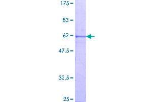 Image no. 1 for Cyclin G1 (CCNG1) (AA 1-295) protein (GST tag) (ABIN1348467)