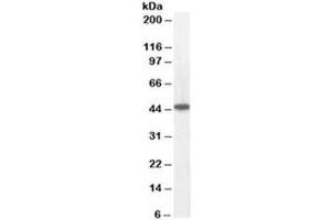 Western blot testing of human heart lysate with ACADM antibody at 0. (Medium-Chain Specific Acyl-CoA Dehydrogenase, Mitochondrial anticorps)