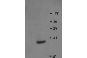 Western blot of Y14 antibody (clone 4C4) on HeLa cell extract (RBM8A anticorps)