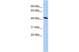 Western Blotting (WB) image for anti-Zinc Finger Protein 71 (ZNF71) antibody (ABIN2458410) (ZNF71 anticorps)