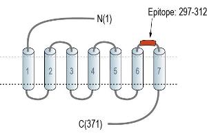 anti-Neuropeptide S Receptor 1 (NPSR1) (AA 297-312), (Extracellular), (Loop 3) antibody (FITC)