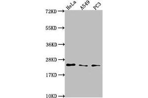 Western Blot Positive WB detected in: Hela whole cell lysate, A549 whole cell lysate, PC3 whole cell lysate All lanes: PEBP1 antibody at 1:2000 Secondary Goat polyclonal to rabbit IgG at 1/50000 dilution Predicted band size: 22 kDa Observed band size: 22 kDa (PEBP1 anticorps  (AA 97-128))