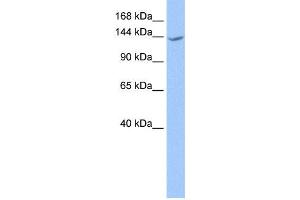 Western Blotting (WB) image for anti-Cache Domain Containing 1 (CACHD1) antibody (ABIN2459307) (CACHD1 anticorps)