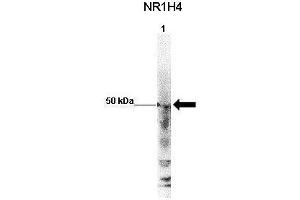 WB Suggested Anti-NR1H4 Antibody    Positive Control:  Lane 1: 50ug mouse glomerular endothelial lysate   Primary Antibody Dilution :   1:1000   Secondary Antibody :  Anti-rabbit-HRP   Secondry Antibody Dilution :   1:5000   Submitted by:  Xiaoxin Wang, UC Denver