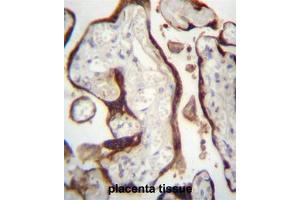 CSHL1 Antibody (C-term) immunohistochemistry analysis in formalin fixed and paraffin embedded human placenta tissue followed by peroxidase conjugation of the secondary antibody and DAB staining.