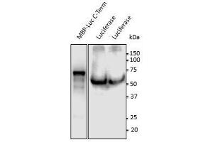 Anti-Luciferase Ab at 1/500 dilution, 293HEK transduced with lentivirus expressing luciferase,lysates at 100 gg per Iane, rabbit polyclonal to goat lgG (HRP) at 1/10,000 dilution, (Luciferase anticorps  (C-Term))