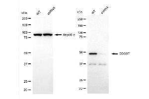 Western blotting analysis using DDOST antibody (ABIN7798383).