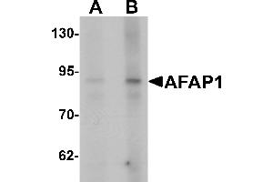 Western blot analysis of AFAP1 in Hela cell lysate with AFAP1 antibody at (A) 1 and (B) 2 µg/mL. (AFAP anticorps  (N-Term))
