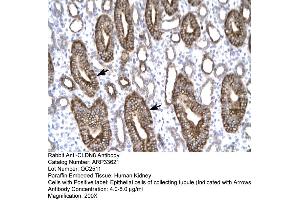 Human kidney (CLDN8 anticorps  (C-Term))