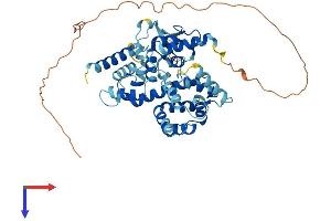 AlphaFold protein structure predicition of Mouse Recombinant Micu1 Protein, UniprotID Q8VCX5